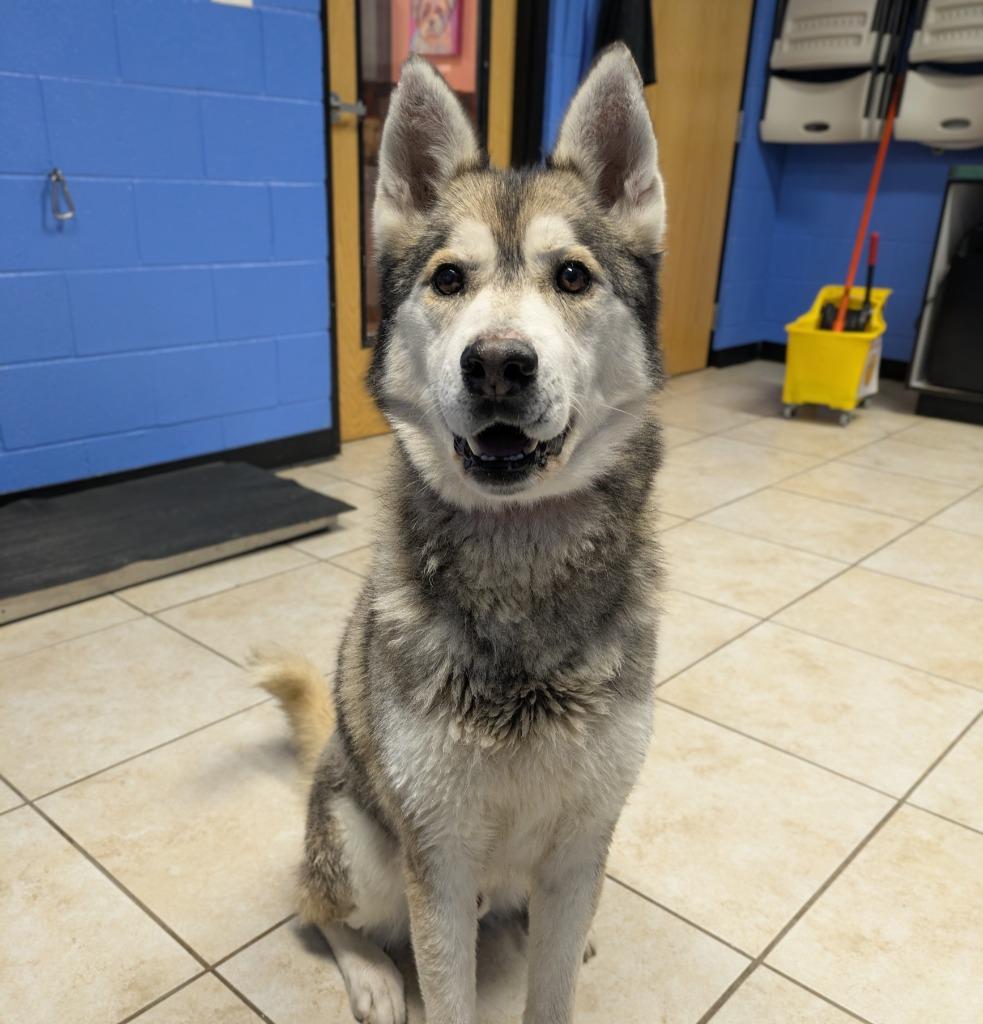 Buddy, Adoptable, Adult Male Husky.