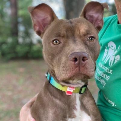 Punky Brewster, Adoptable, Adult Female Mixed Breed.