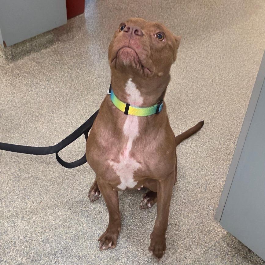 Punky Brewster, a Adoptable Mixed Breed in Jacksonville, FL image 2/3
