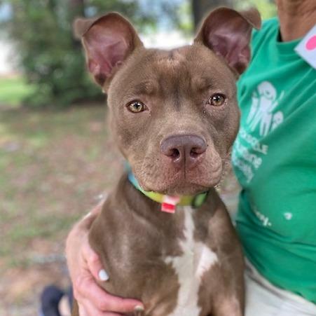 Punky Brewster, a Adoptable Mixed Breed in Jacksonville, FL image 3/3