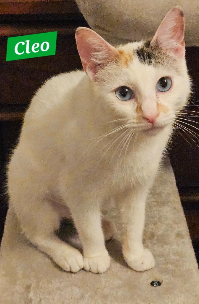 Cleo, Adoptable, Young Female Domestic Short Hair.