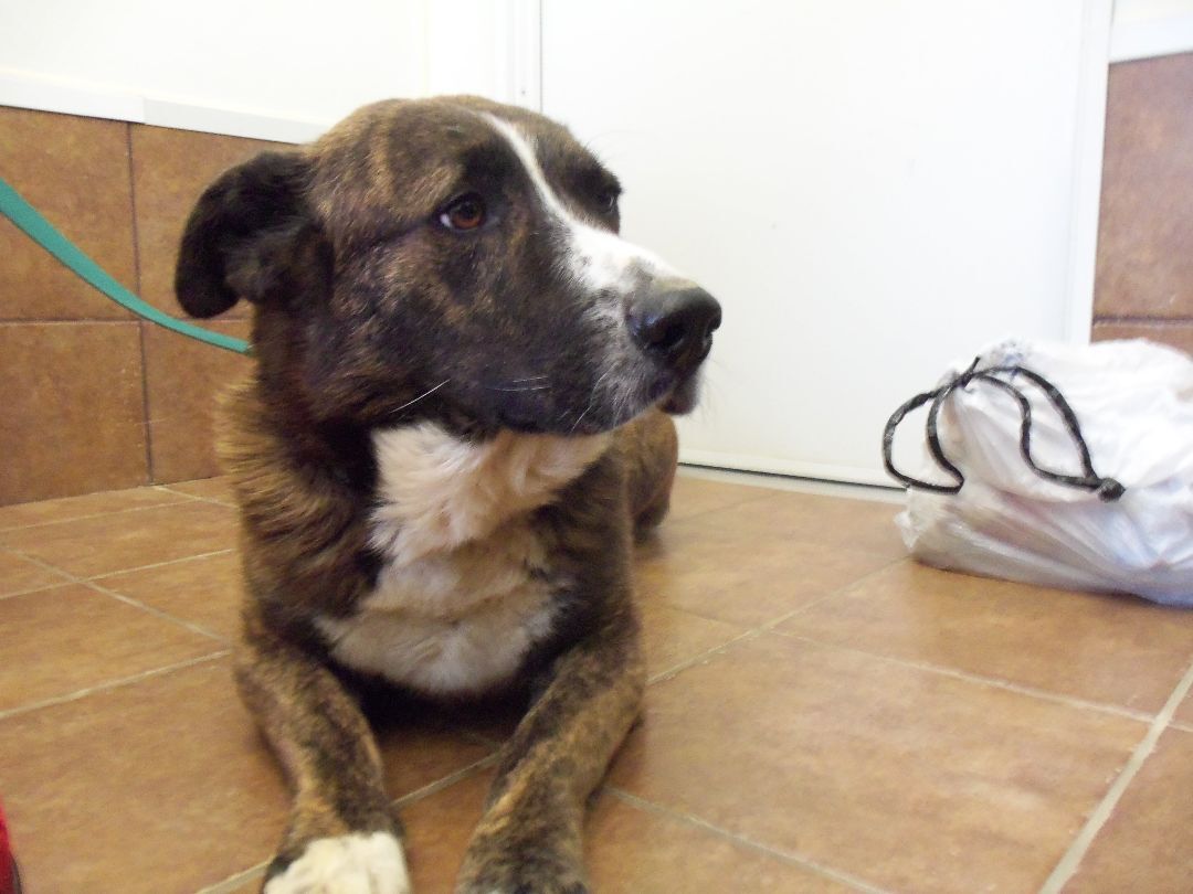 Seth, Adoptable, Young Male Australian Shepherd.