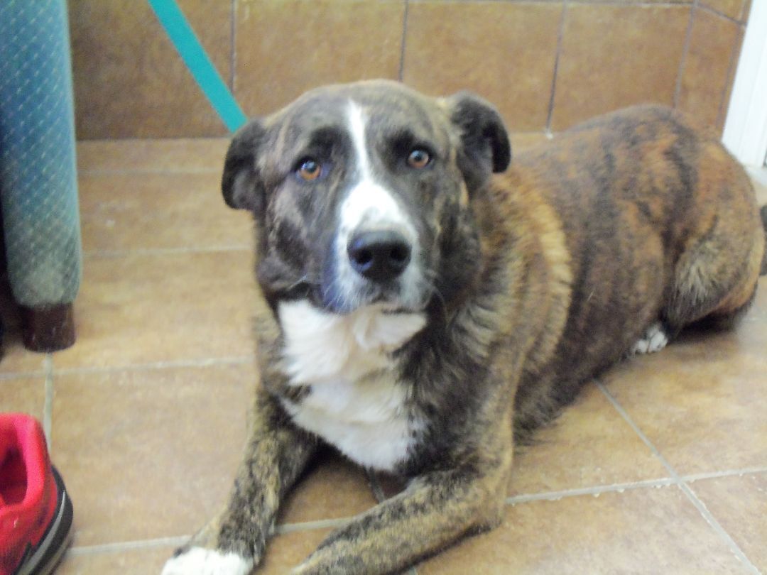 Enlarge Seth, a Adoptable mixed breed in Osgood, IN image 2/5