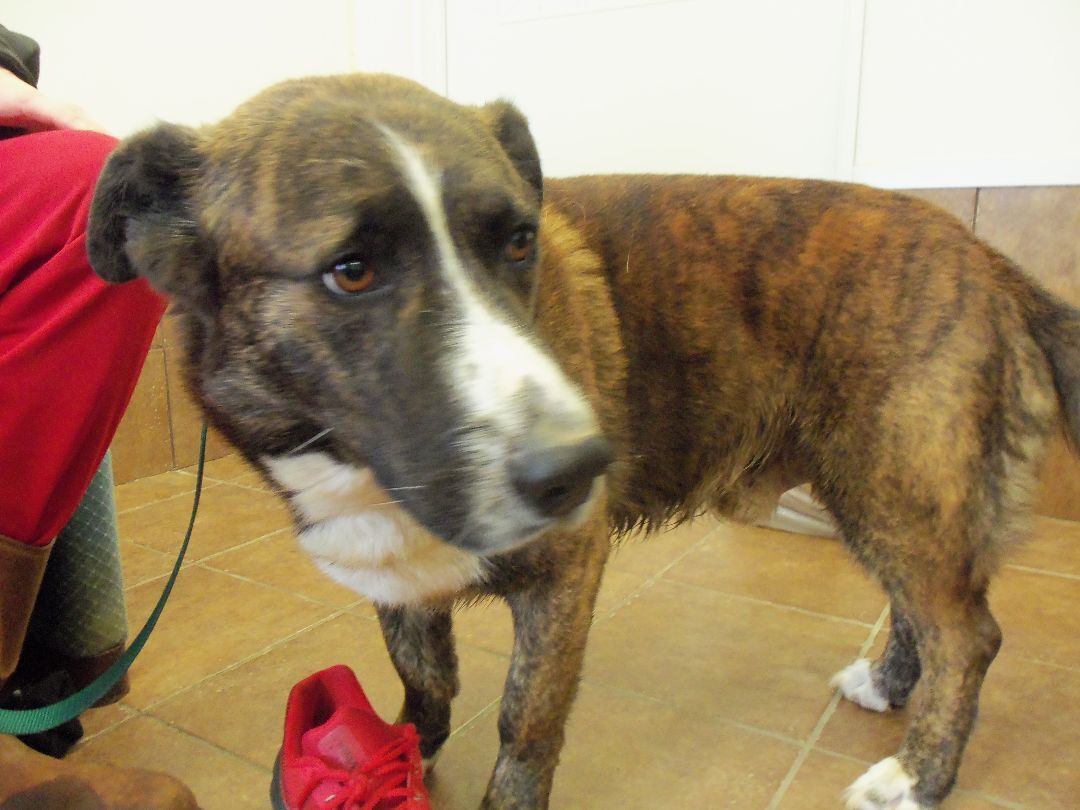 Enlarge Seth, a Adoptable mixed breed in Osgood, IN image 3/5