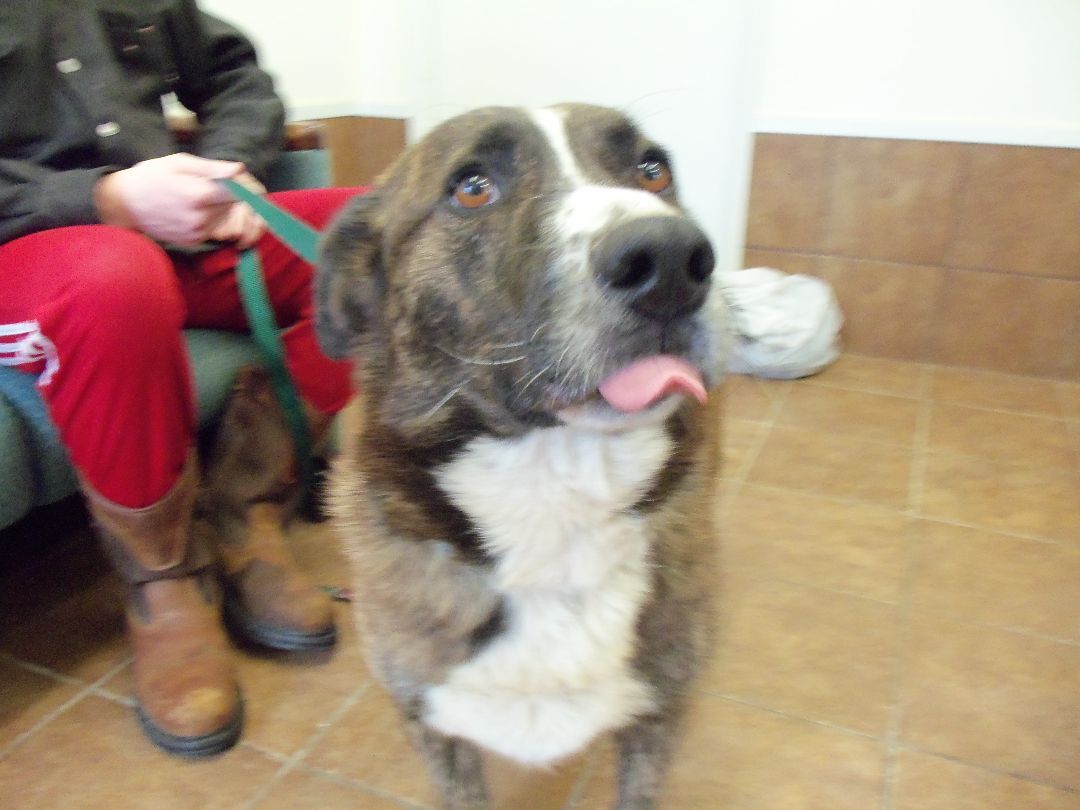 Enlarge Seth, a Adoptable mixed breed in Osgood, IN image 4/5
