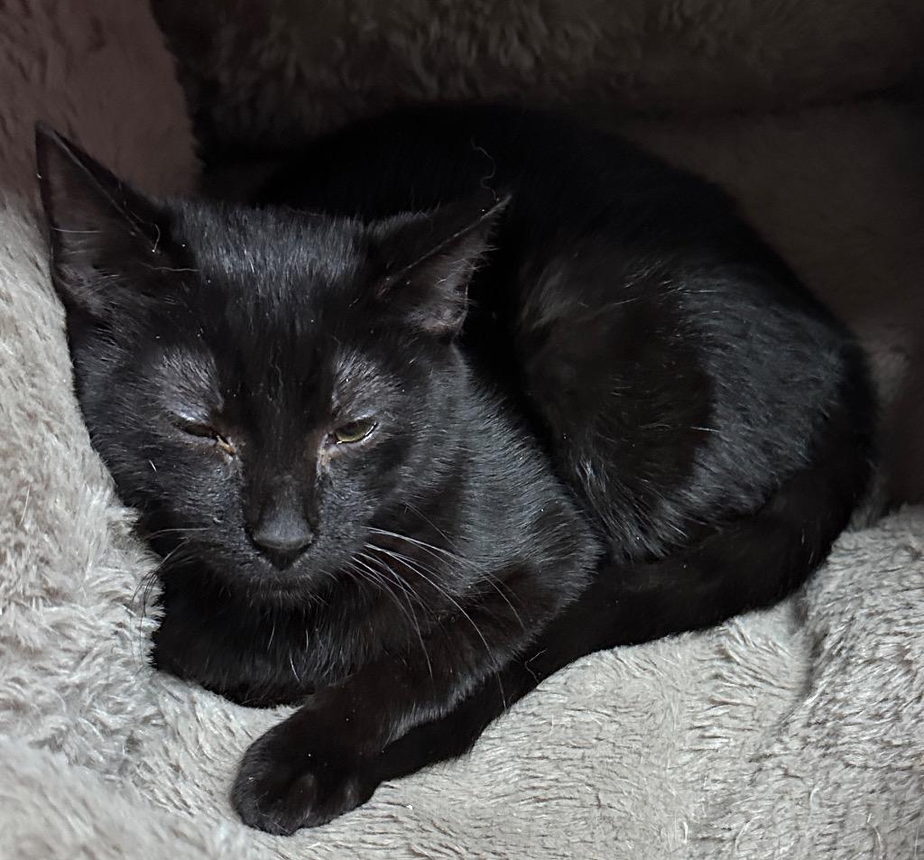 Coda, Adoptable, Kitten Female Domestic Short Hair.