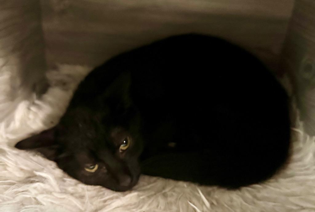 Coda, Adoptable, Kitten Female Domestic Short Hair.