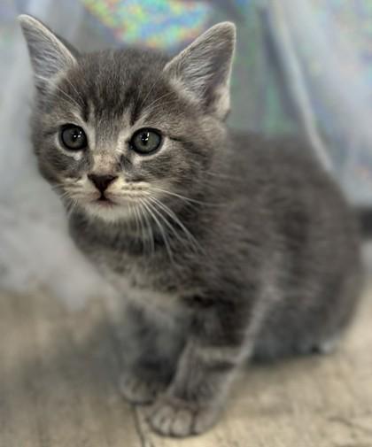 Cotton, Adoptable, Adult Male Domestic Short Hair & Domestic Short Hair.