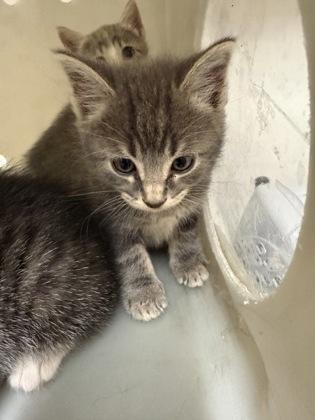 Enlarge Cotton, a Adoptable mixed breed in Shreveport, LA image 2/2