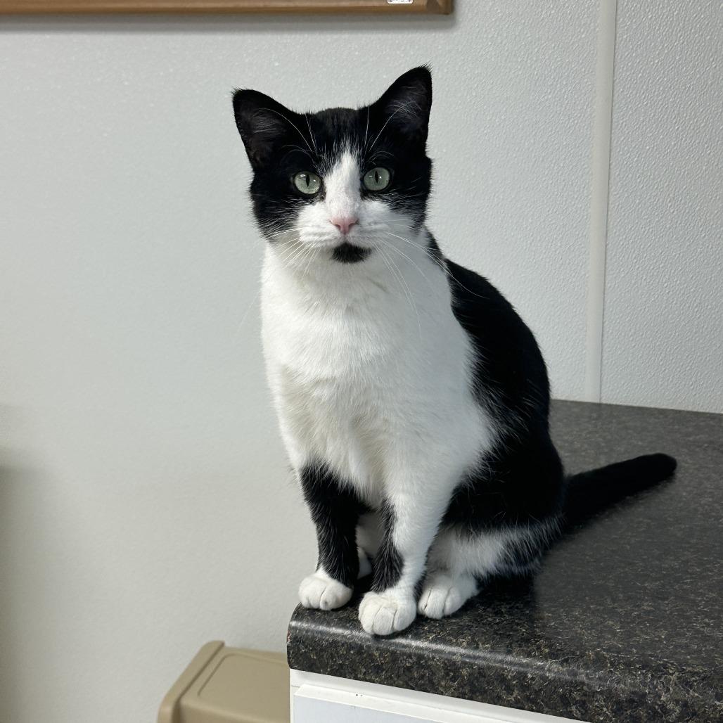 Sam, Adoptable, Young Female Domestic Short Hair.