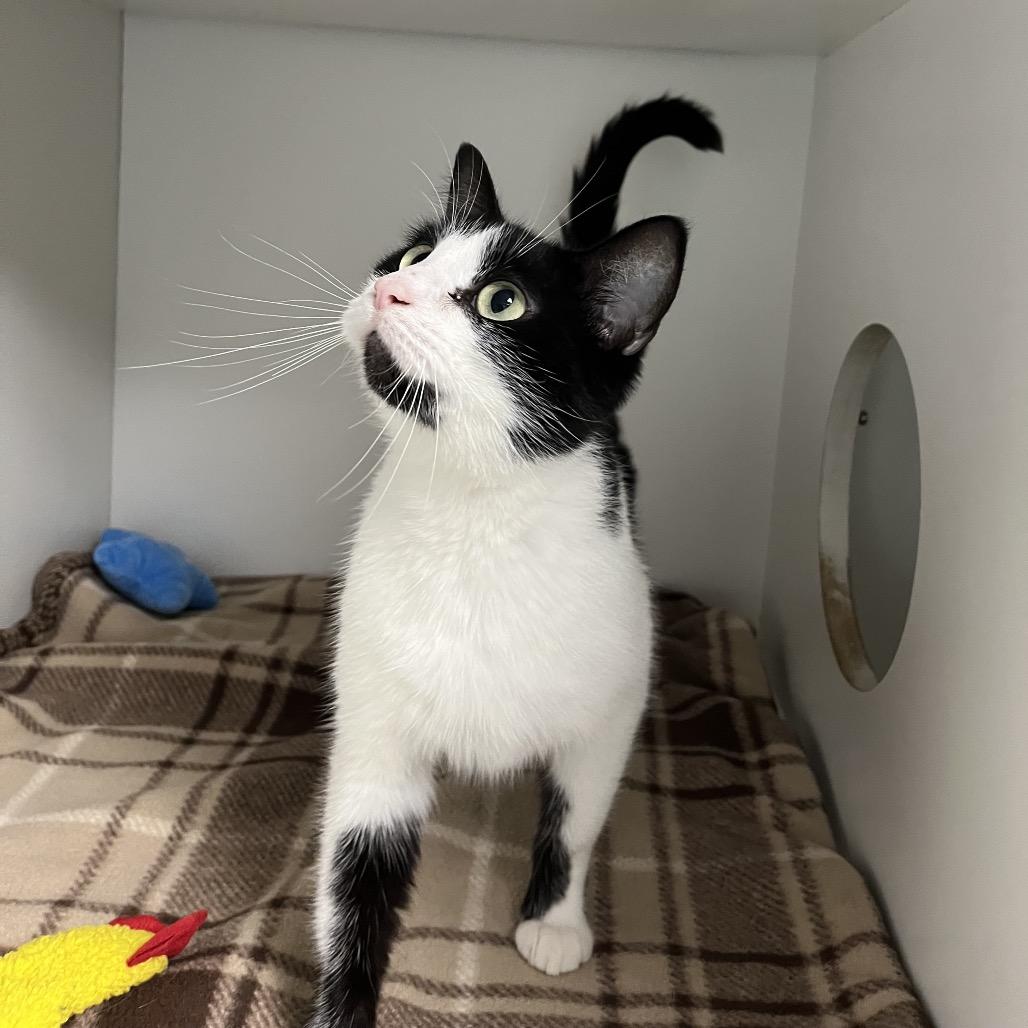 Enlarge Sam, a Adoptable Domestic Short Hair in Uniontown, PA image 2/5