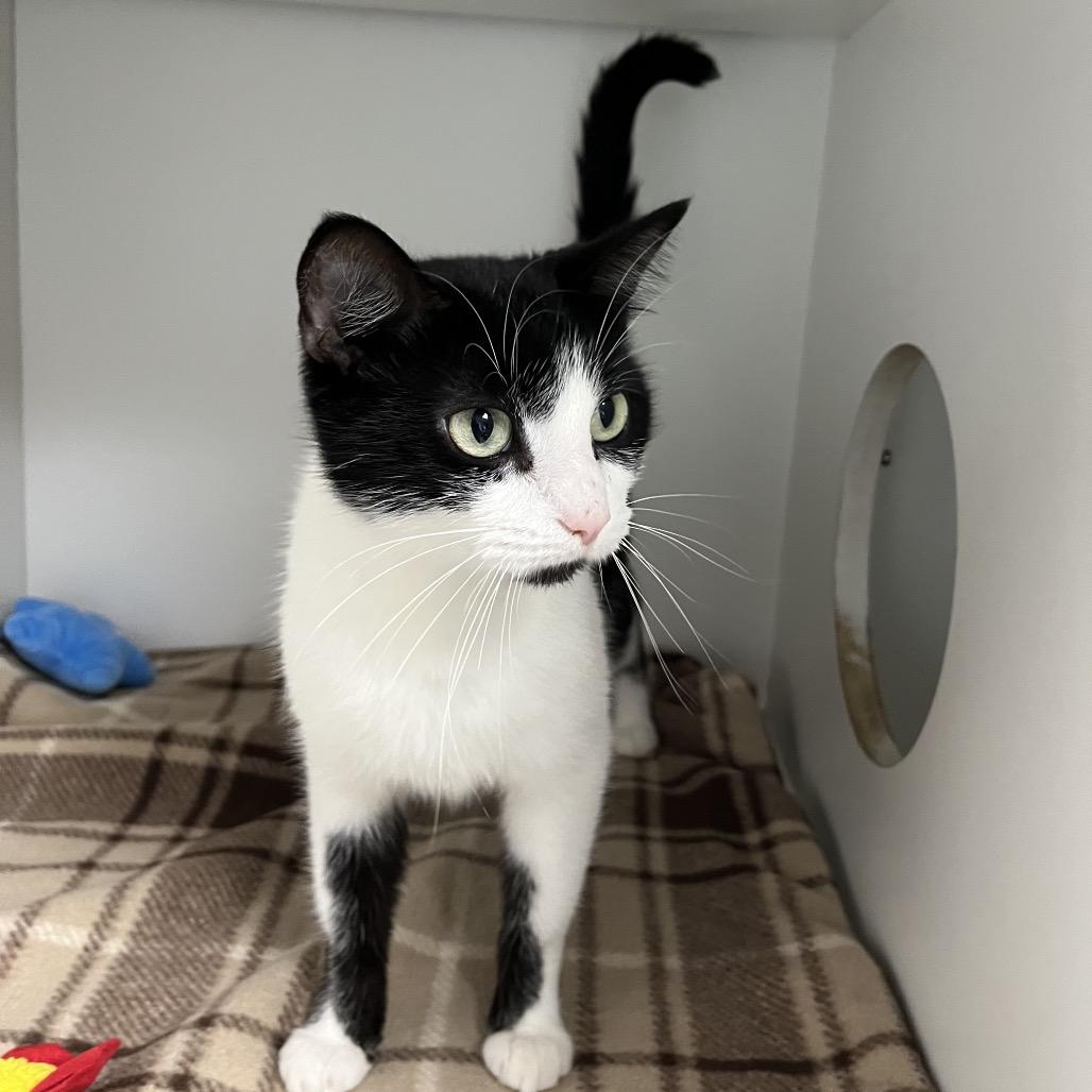 Enlarge Sam, a Adoptable Domestic Short Hair in Uniontown, PA image 3/5