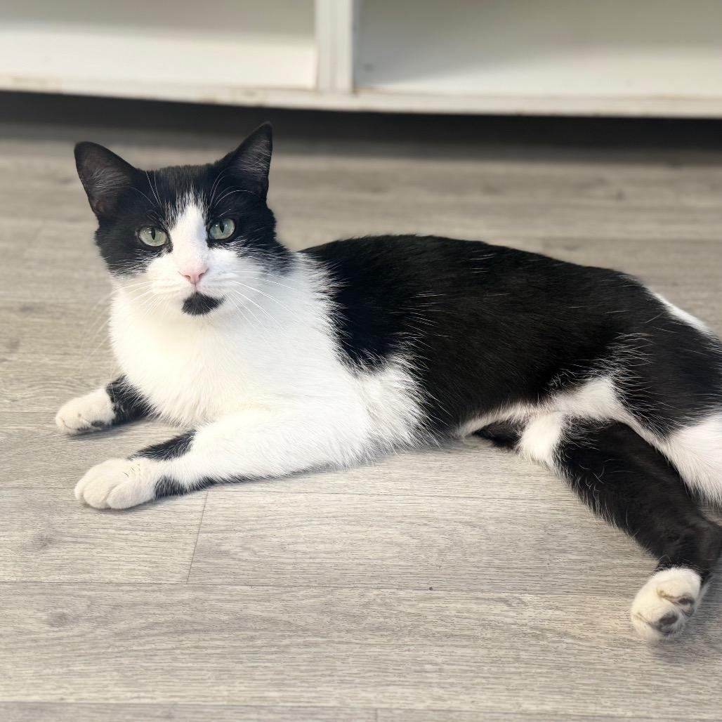 Enlarge Sam, a Adoptable Domestic Short Hair in Uniontown, PA image 4/5