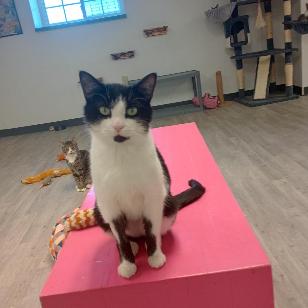 Enlarge Sam, a Adoptable Domestic Short Hair in Uniontown, PA image 5/5