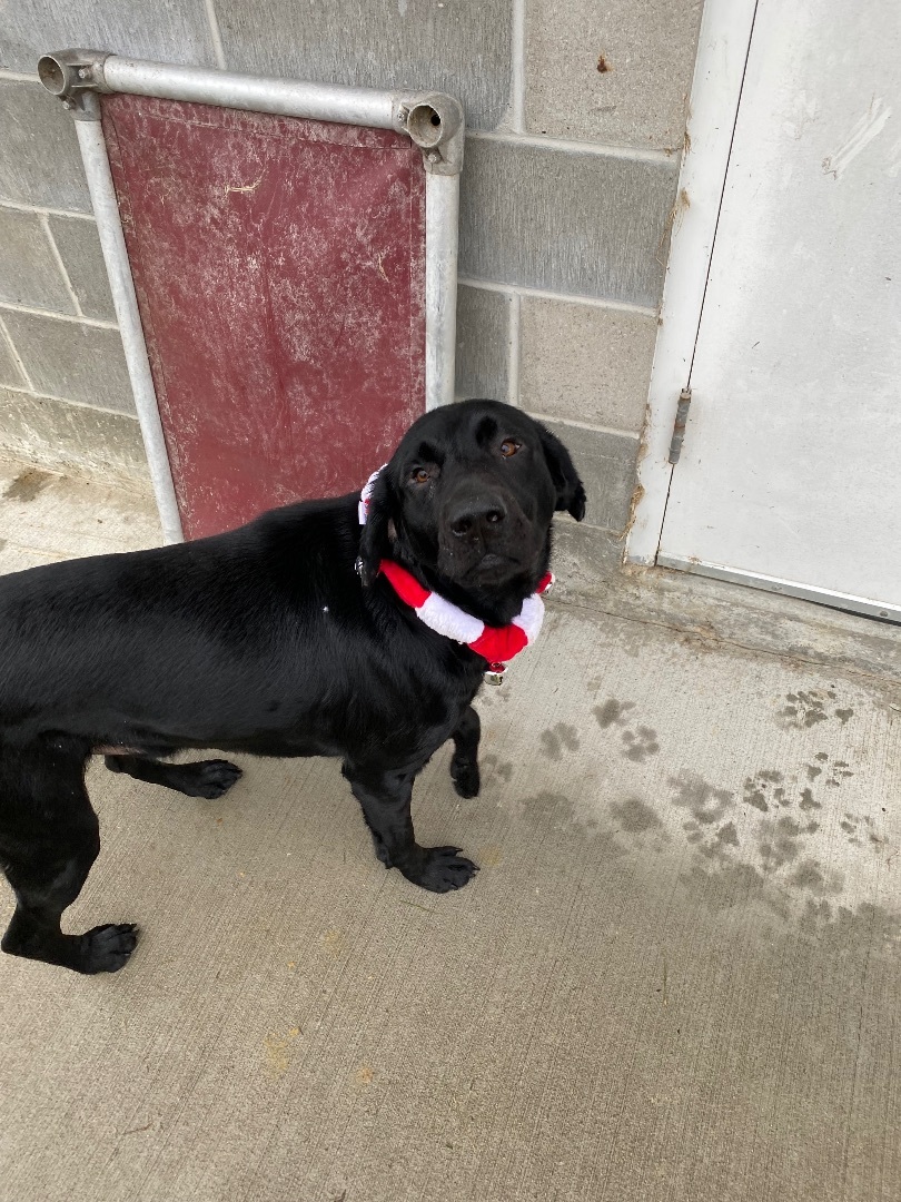 Enlarge Lewis, a Adopted mixed breed in Atchison, KS image 1/5