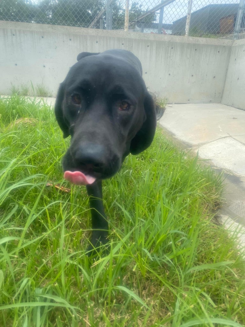 Enlarge Lewis, a Adopted mixed breed in Atchison, KS image 2/5