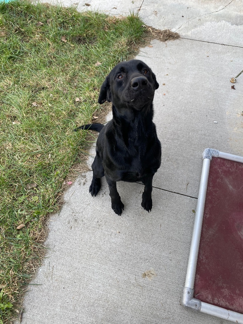 Enlarge Lewis, a Adopted mixed breed in Atchison, KS image 4/5