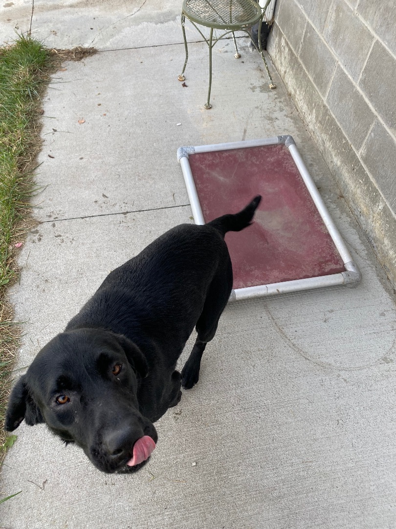 Enlarge Lewis, a Adopted mixed breed in Atchison, KS image 5/5