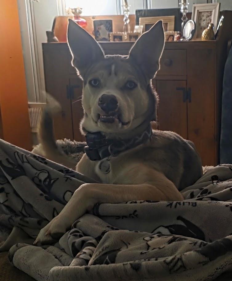 Enlarge DERP DERP - COURTESY POSTING: , a ADOPTABLE Husky in Columbia, SC image 1/3