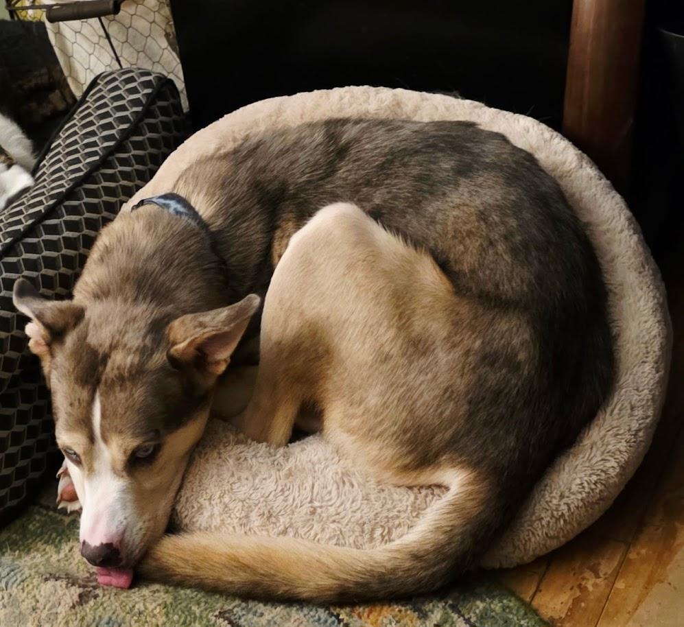 Enlarge DERP DERP - COURTESY POSTING: , a ADOPTABLE Husky in Columbia, SC image 3/3