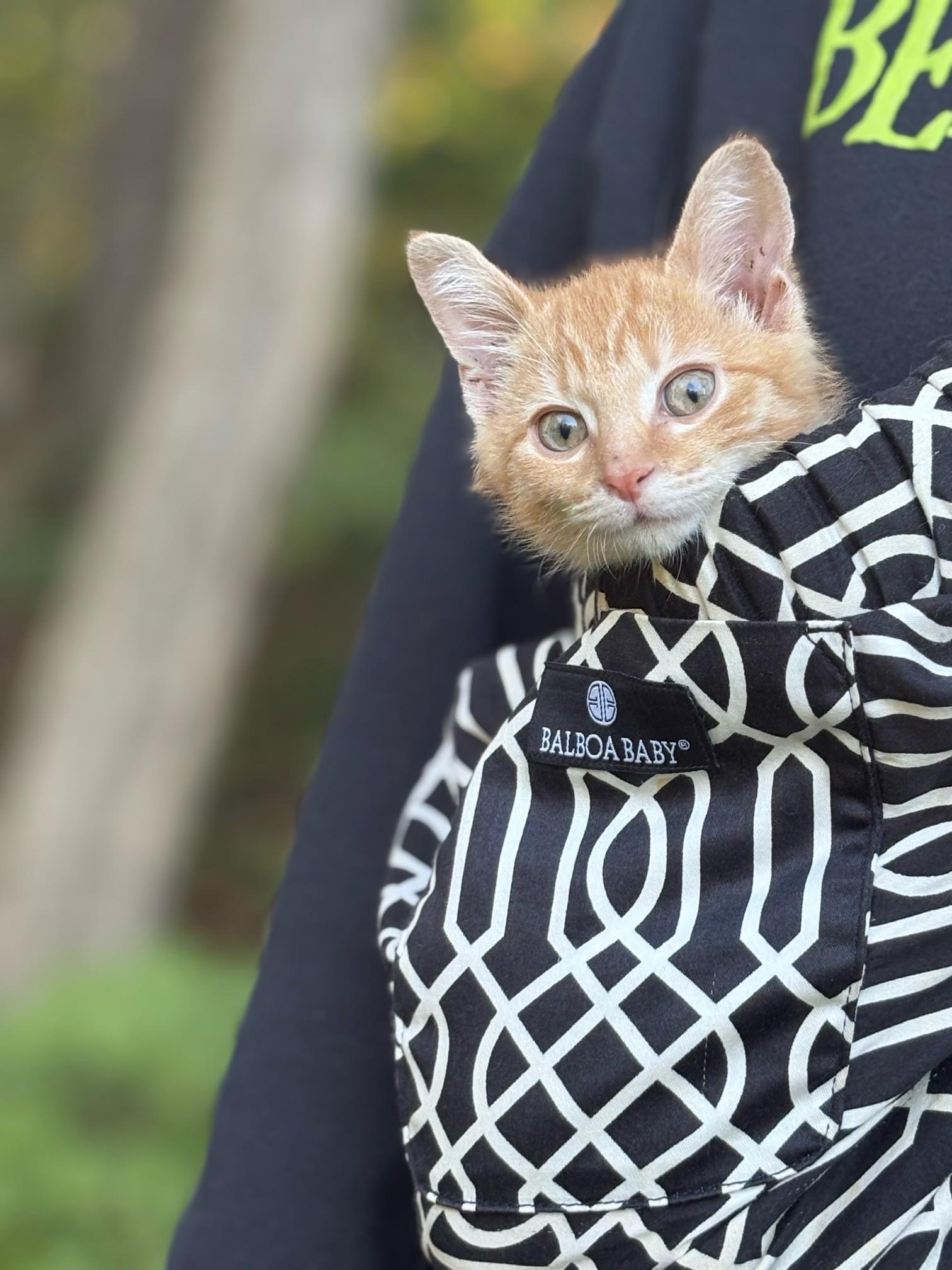 Sunnie Bean, ADOPTABLE, Young Male Domestic Short Hair.