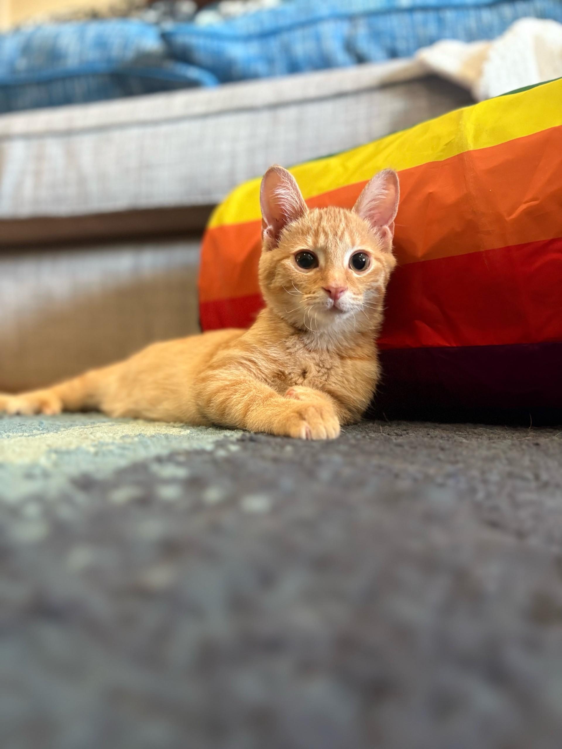 Enlarge Sunnie Bean, a ADOPTABLE Domestic Short Hair in Frederick, MD image 2/6