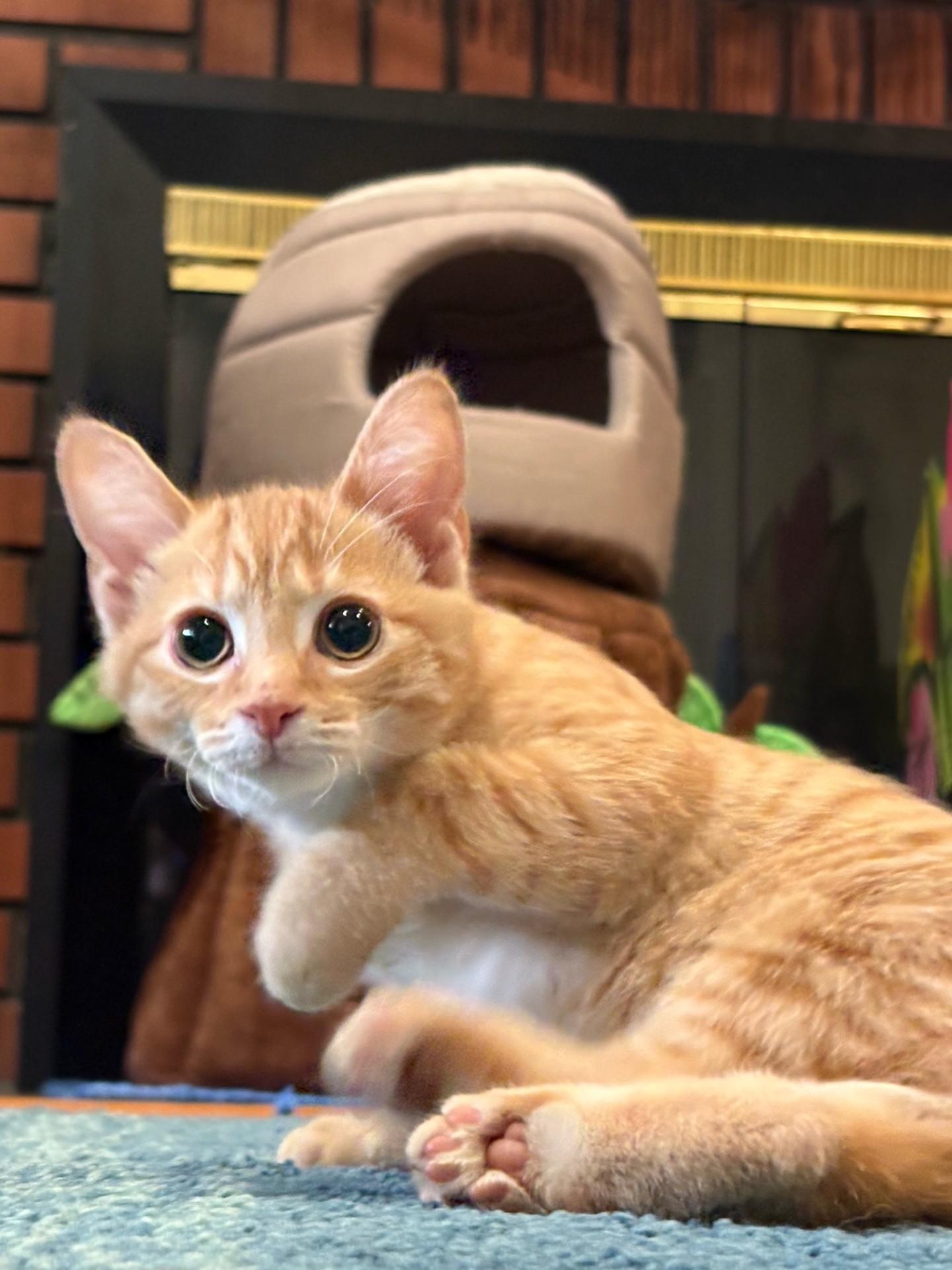 Enlarge Sunnie Bean, a ADOPTABLE Domestic Short Hair in Frederick, MD image 3/6