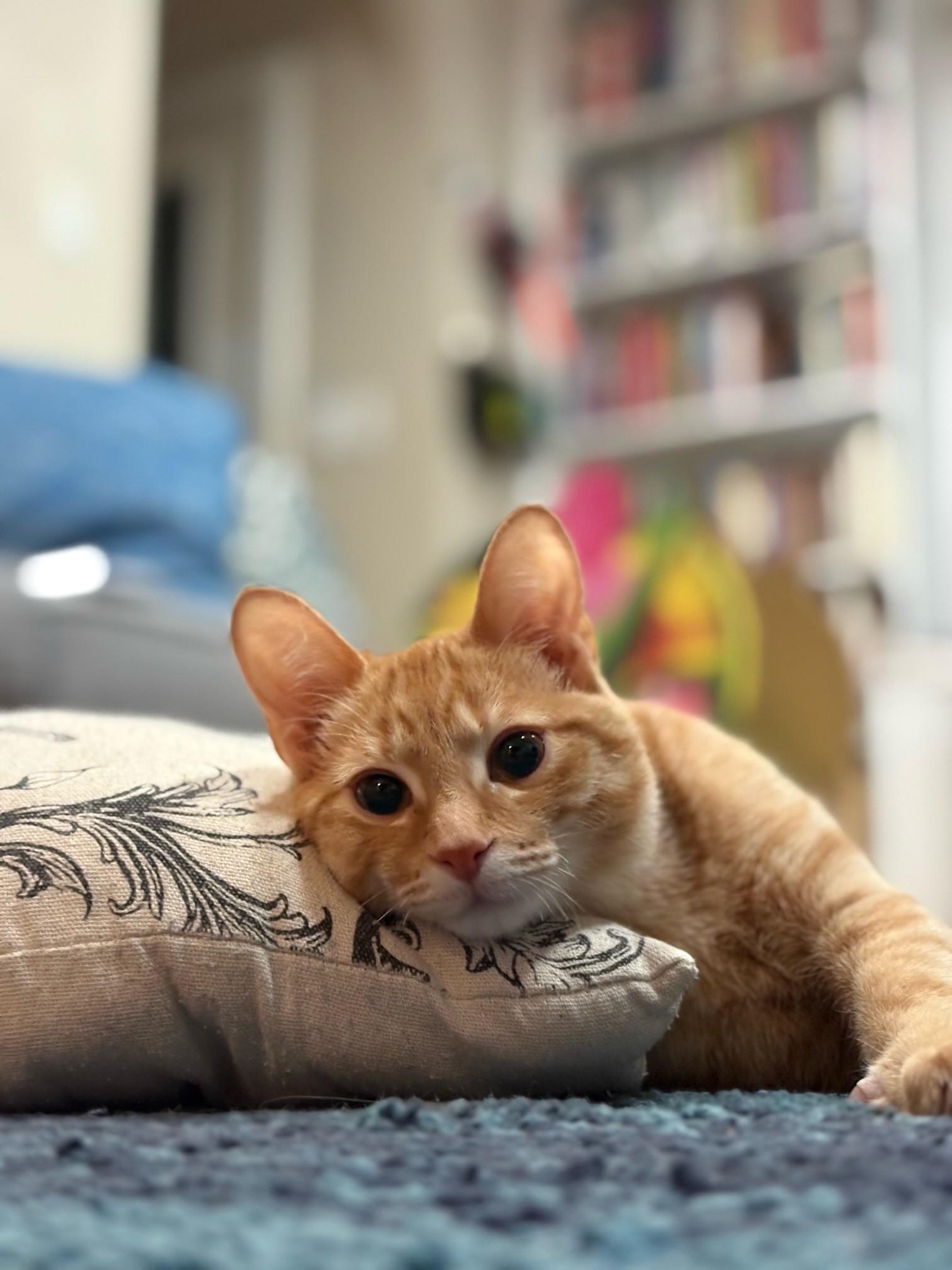 Enlarge Sunnie Bean, a ADOPTABLE Domestic Short Hair in Frederick, MD image 4/6