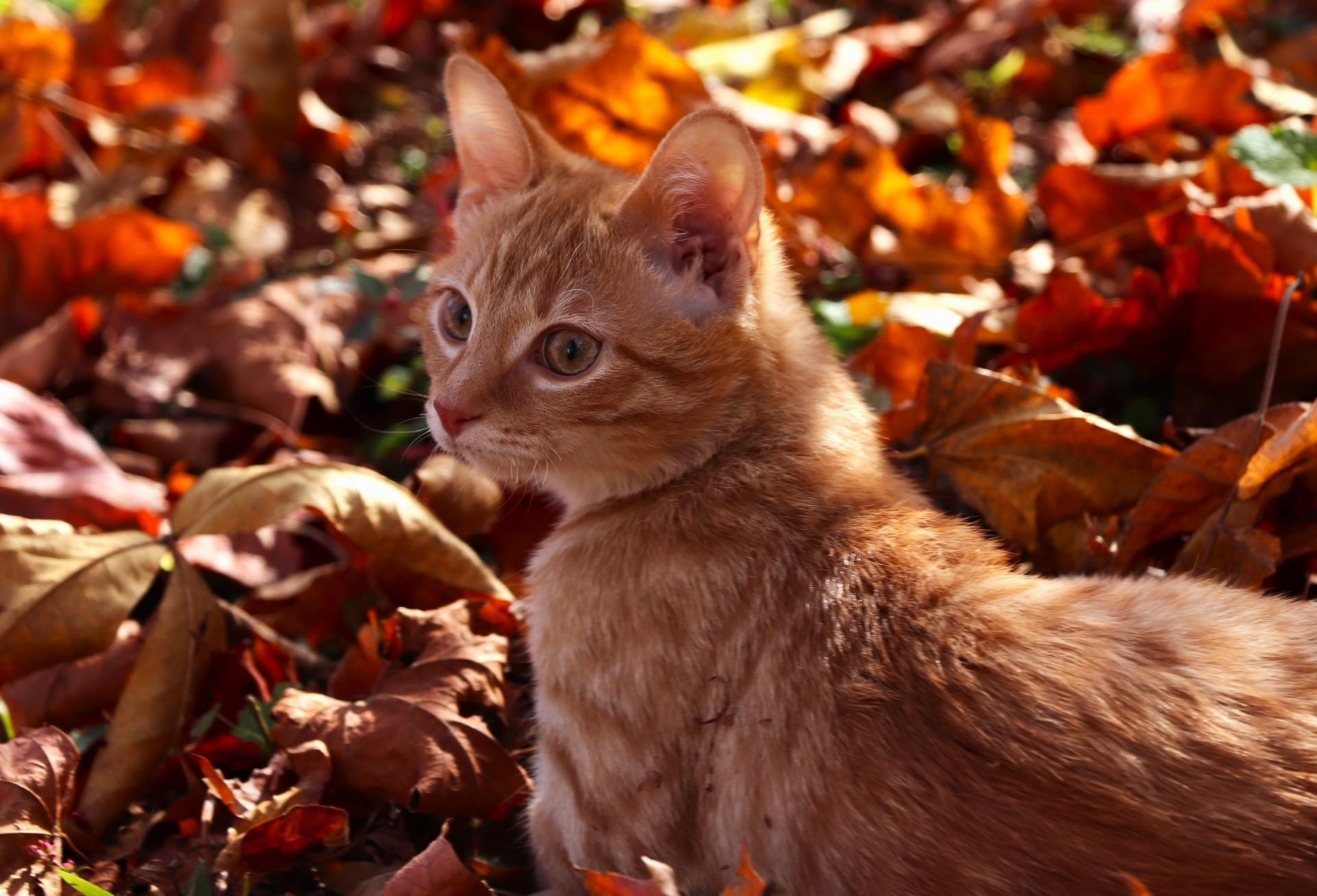 Enlarge Sunnie Bean, a ADOPTABLE Domestic Short Hair in Frederick, MD image 6/6