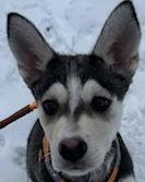 LOVEY DOVEY, Adoptable, Puppy Female Husky & Labrador Retriever.