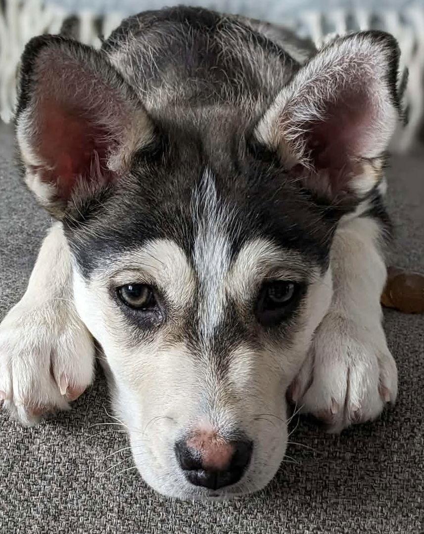 LOVEY DOVEY, Adoptable, Puppy Female Husky & Labrador Retriever.