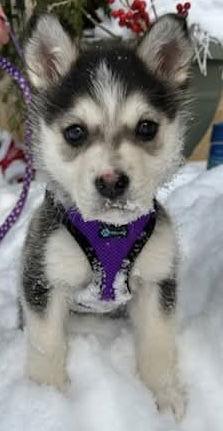 Enlarge LOVEY DOVEY, a Adoptable mixed breed in Minesing, ON image 1/3