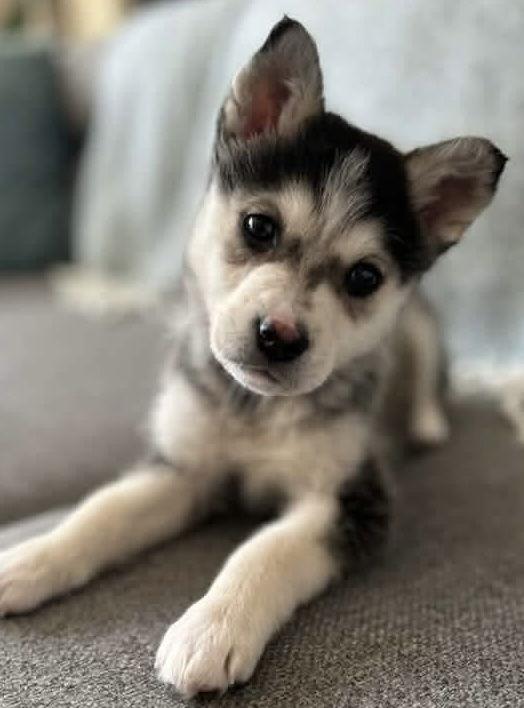 Enlarge LOVEY DOVEY, a Adoptable mixed breed in Minesing, ON image 2/3