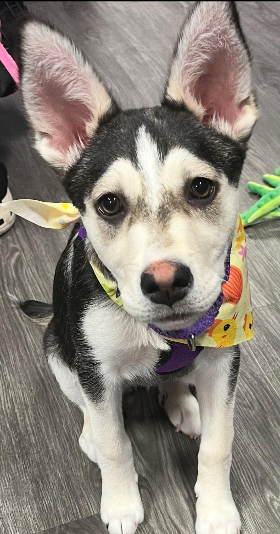 Enlarge LOVEY DOVEY, a Adoptable mixed breed in Minesing, ON image 2/3