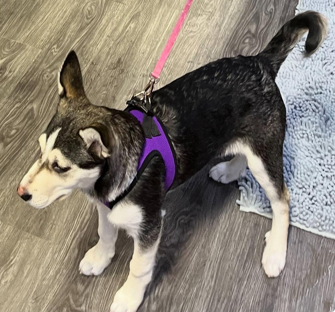 Enlarge LOVEY DOVEY, a Adoptable mixed breed in Minesing, ON image 3/3