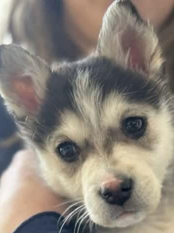 Enlarge LOVEY DOVEY, a Adoptable mixed breed in Minesing, ON image 3/3