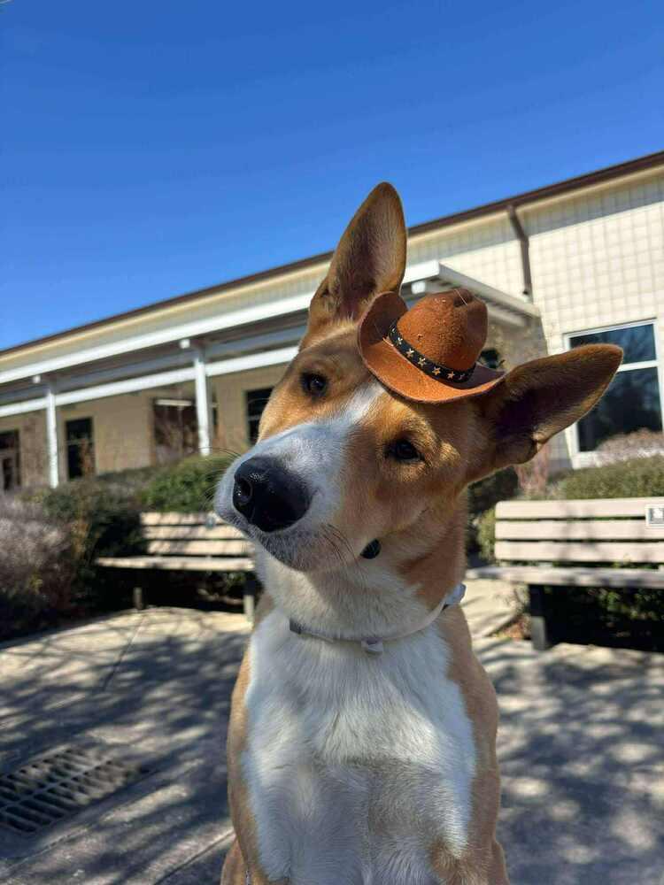 Benny, Adoptable, Adult Male Basenji & Collie.