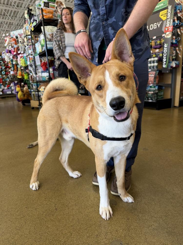 Benny, a Adoptable mixed breed in Aurora, CO image 3/6