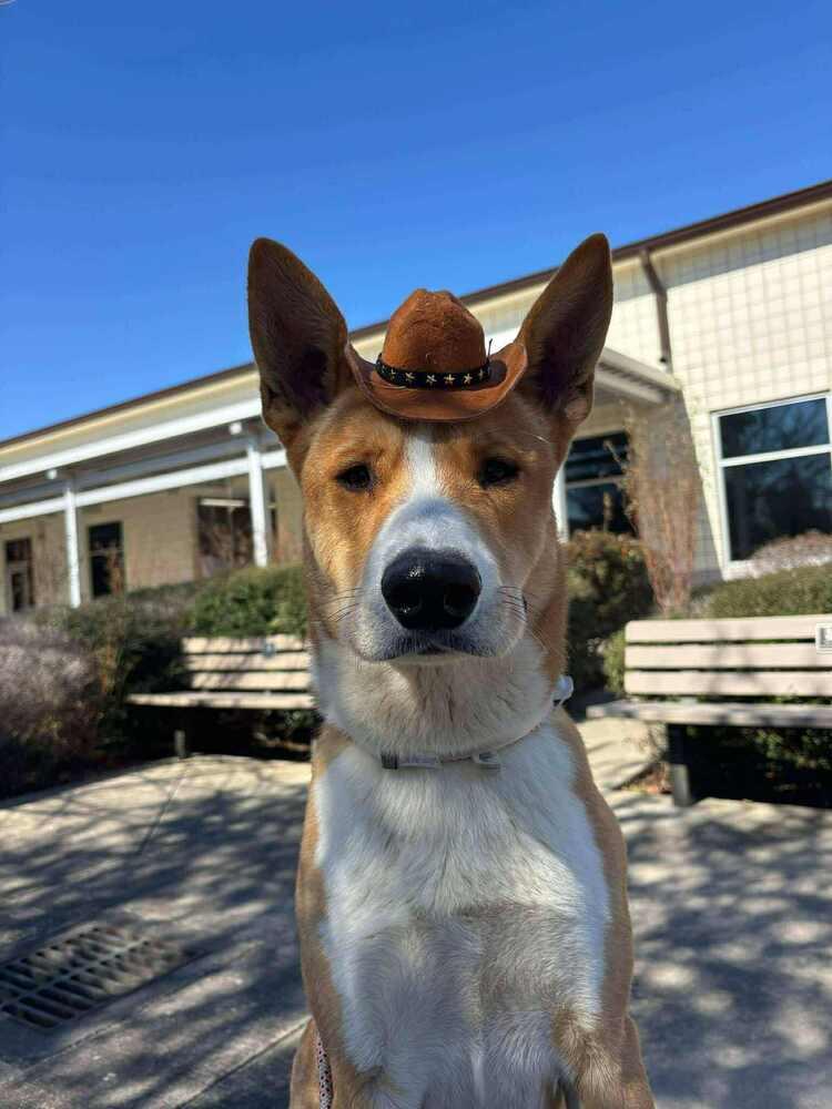 Benny, a Adoptable mixed breed in Aurora, CO image 4/6