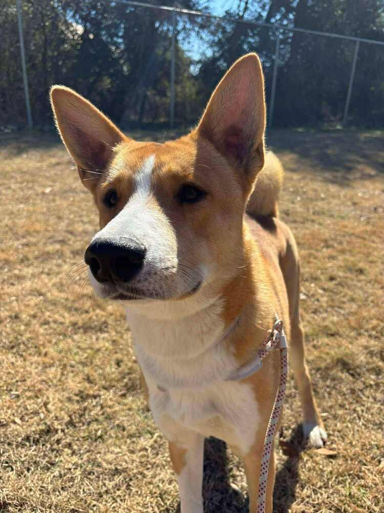 Benny, a Adoptable mixed breed in Aurora, CO image 5/6
