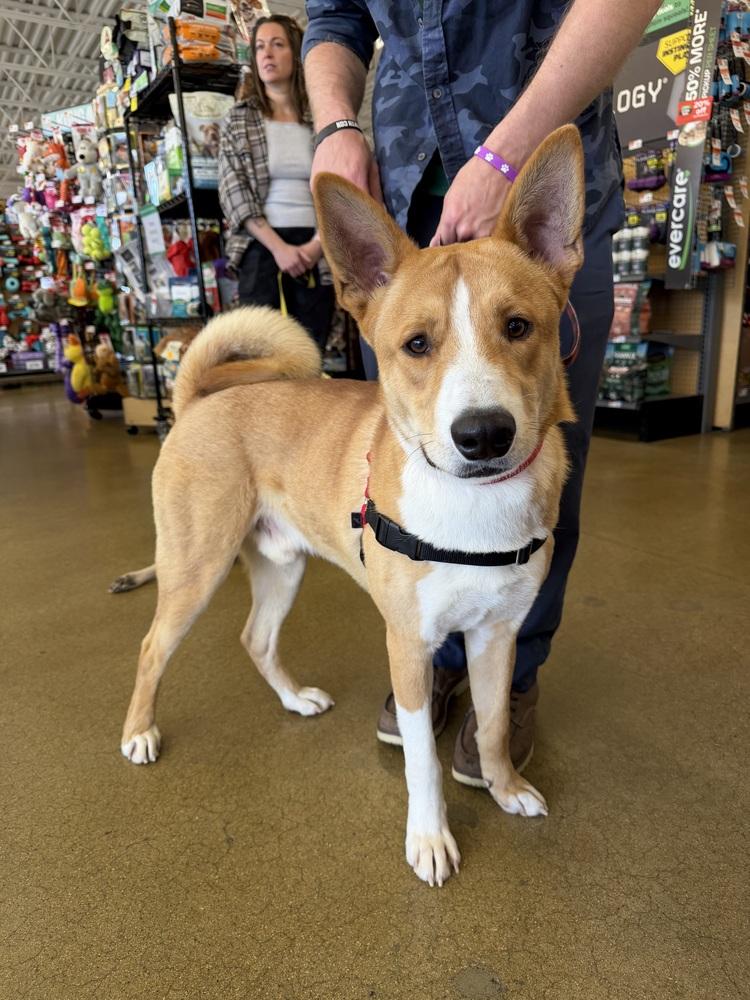Benny, a Adoptable mixed breed in Aurora, CO image 6/6