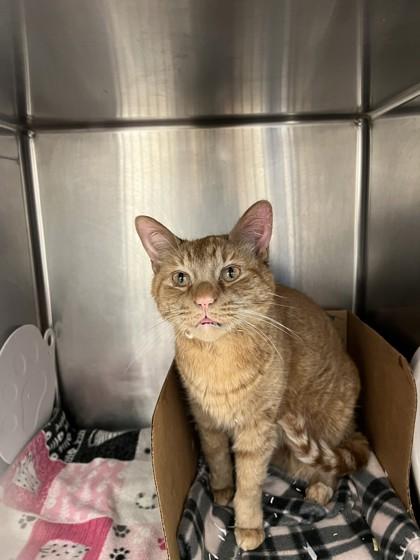 Gizmo, ADOPTABLE, Adult Male Domestic Short Hair.