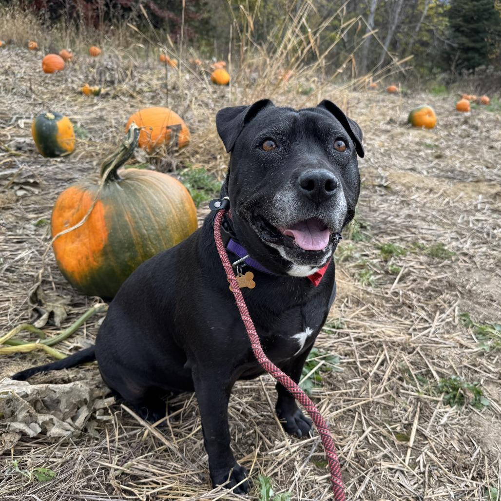 Enlarge Bindy, a Adoptable Black Labrador Retriever in Milwaukee, WI image 1/5