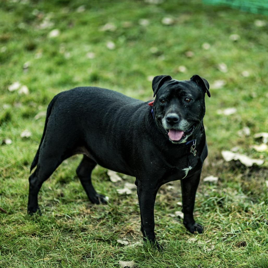 Enlarge Bindy, a Adoptable Black Labrador Retriever in Milwaukee, WI image 2/5