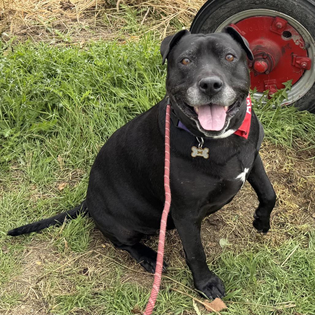 Enlarge Bindy, a Adoptable Black Labrador Retriever in Milwaukee, WI image 3/5