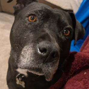 Enlarge Bindy, a Adoptable Black Labrador Retriever in Milwaukee, WI image 4/5