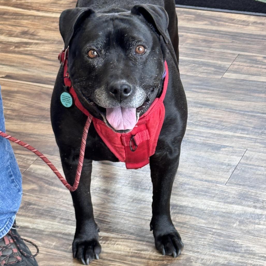 Enlarge Bindy, a Adoptable Black Labrador Retriever in Milwaukee, WI image 5/5