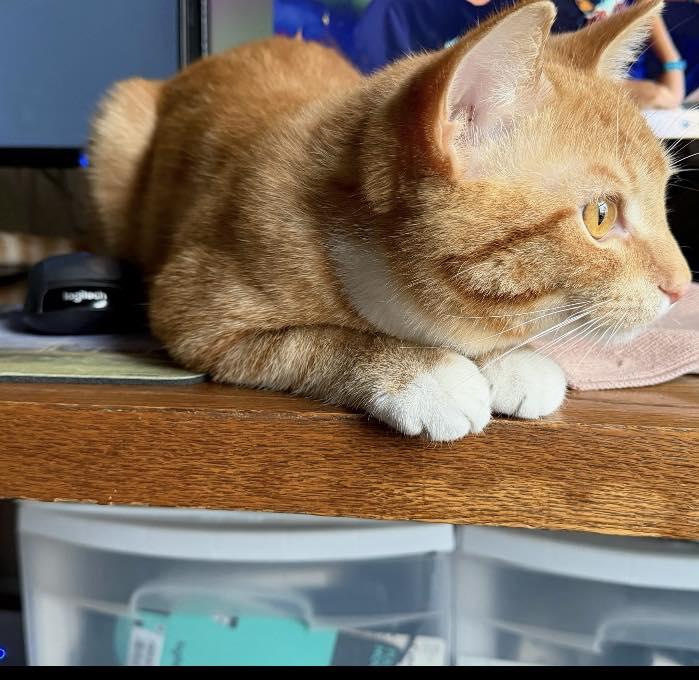 Enlarge Mister, a ADOPTABLE Tabby in Richmond Dale, OH image 3/3