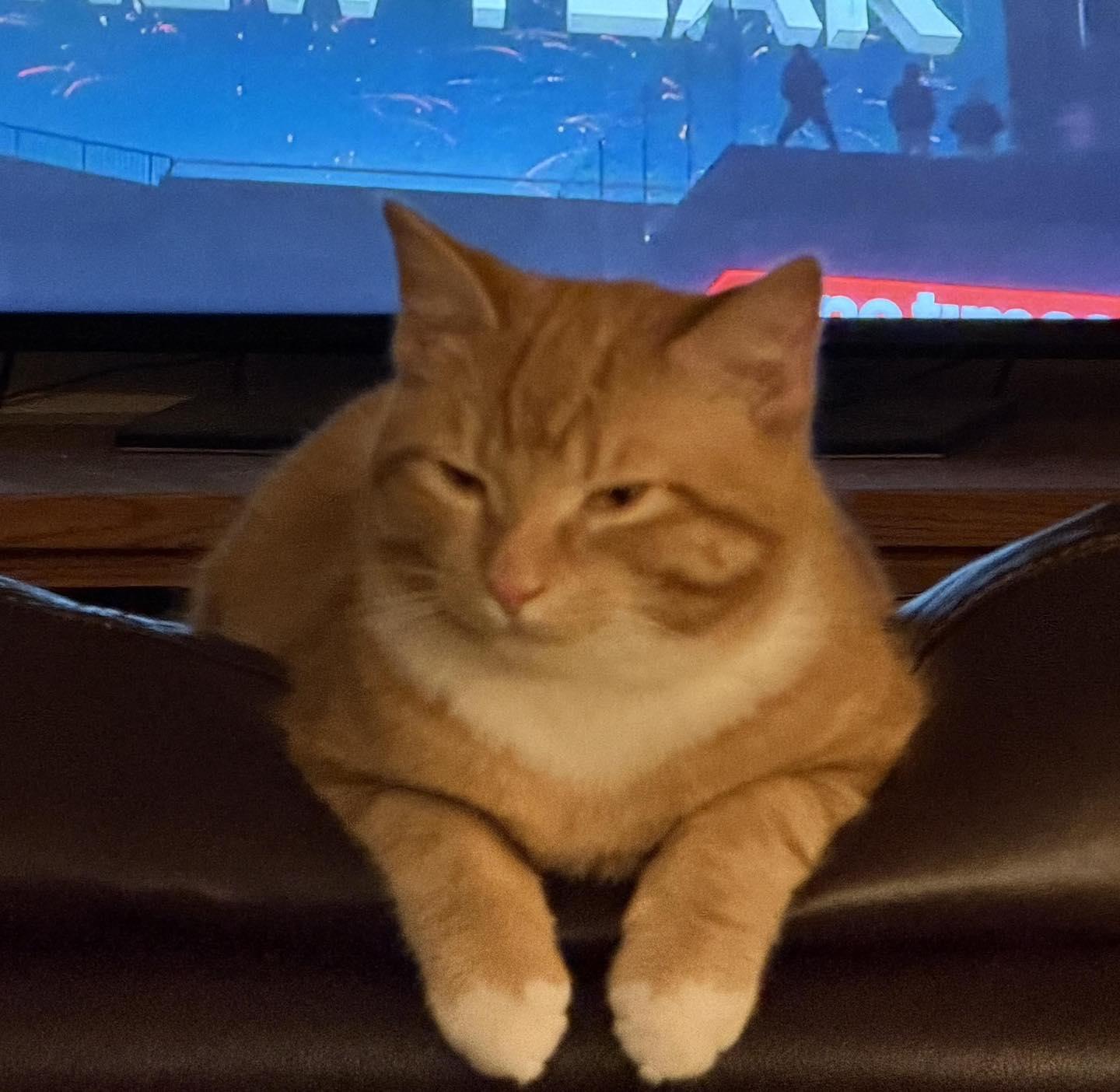 Enlarge Mister, a ADOPTABLE Tabby in Richmond Dale, OH image 1/3