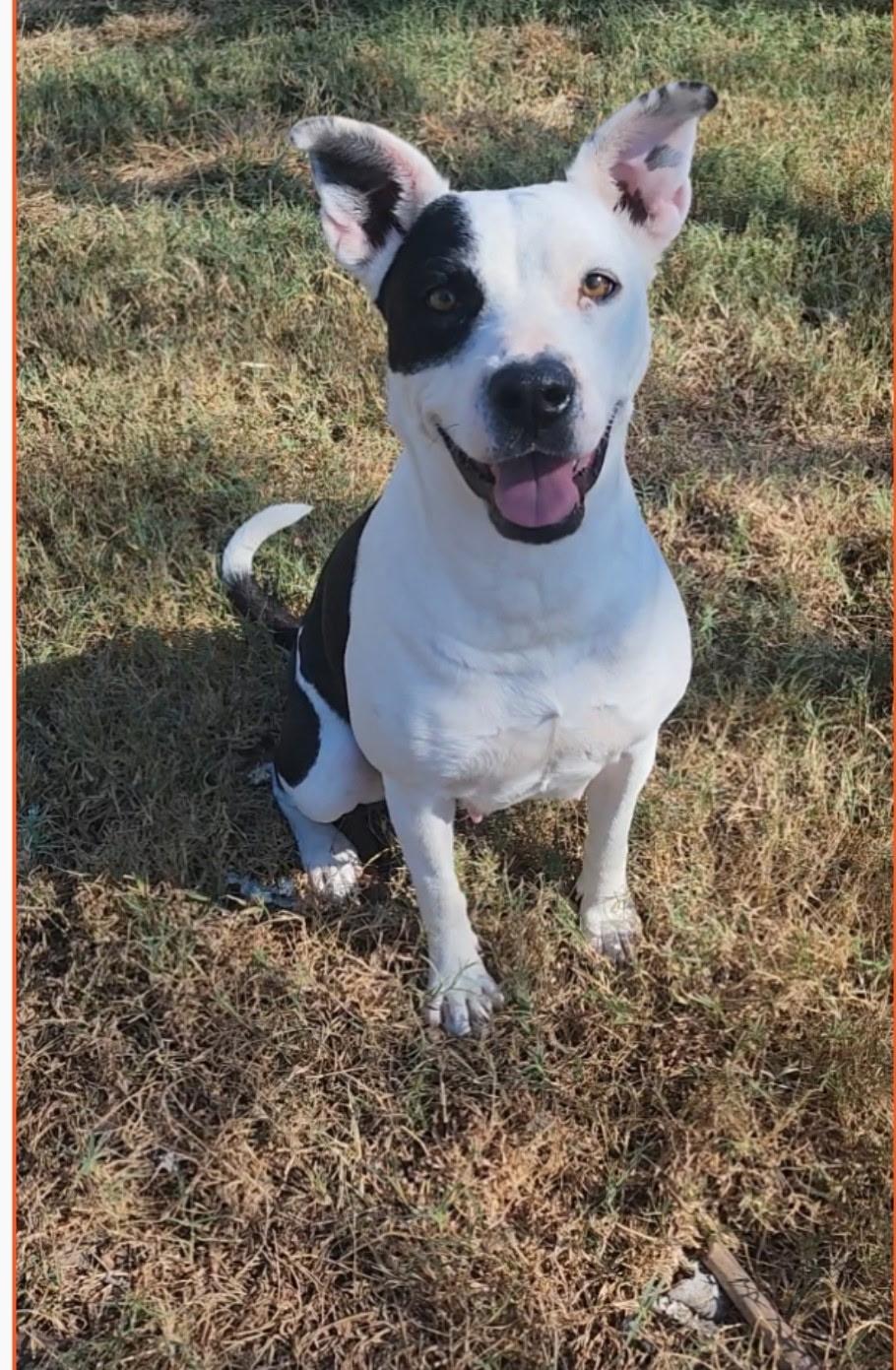 Enlarge Pickles, a Adoptable mixed breed in ROCKFORD, IL image 3/6